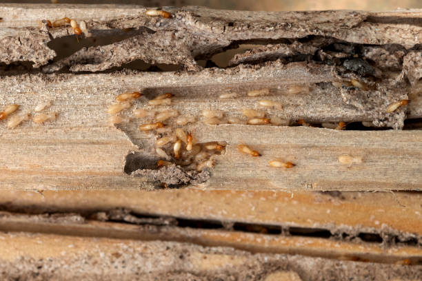 Best Wasp Removal Services  in Windsor, NC